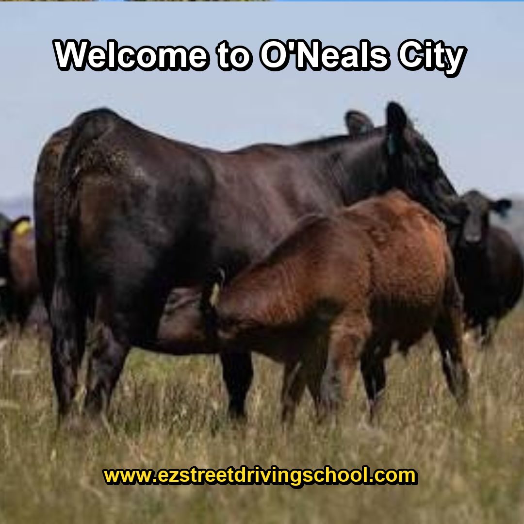 Driving Lessons in O'Neals