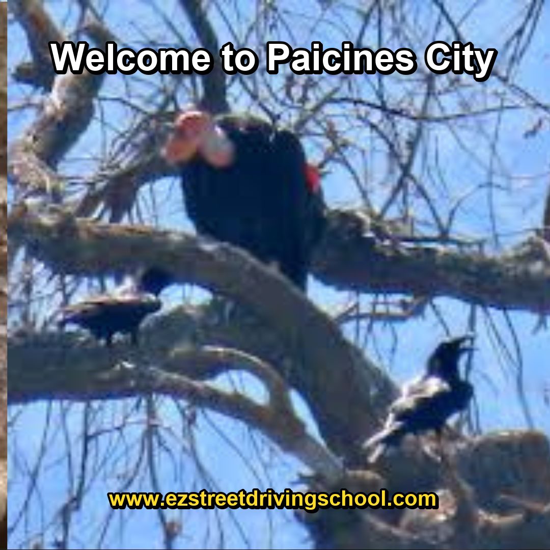Driving Lessons in Paicines
